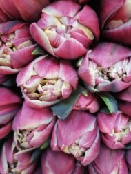 Tulipany_giełda Bronisze_fot. A-kaszewiak