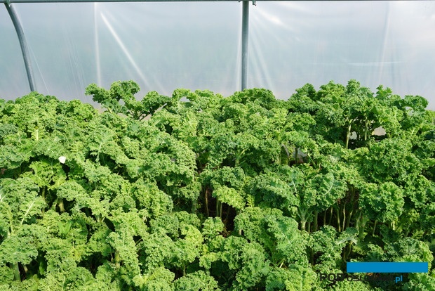 Farma Świętokrzyska