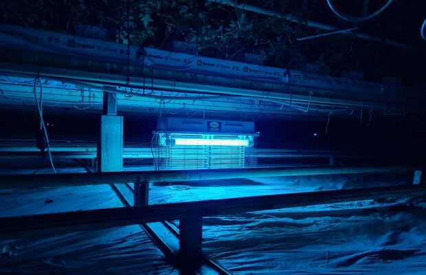 Lampa owadobójcza w nocy zwabia osobniki dorosłe skośnika pomidorowego (Tuta absoluta)