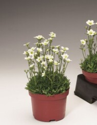Skalnica 'Highlander White', fot. Syngenta