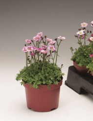 Skalnica 'Highlander Rose Shades', fot. Syngenta