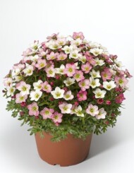 saxifraga Alpino Early Magic Salmon, fot. Syngenta