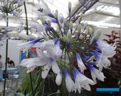 Agapanthus africanus ‘Twister