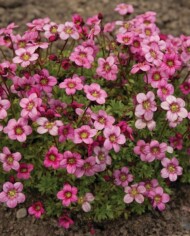 Saxifraga-x-arendsii-Marto-Rose_fot_Florensis