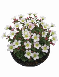 Saxifraga-x-arendsii-Pixi-Pan-Appleblossom_fot_Florensis