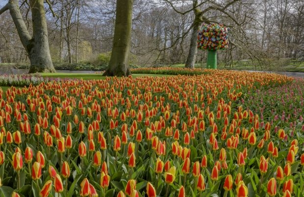 Ogrody Keukenhof są na razie dostępne tylko wirtualnie (tu: migawka z 2019 r.), fot. Keukenhof / Laurens Lindhout