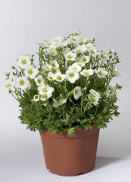 Saxifraga TouranLargeWhite_fot_Syngenta