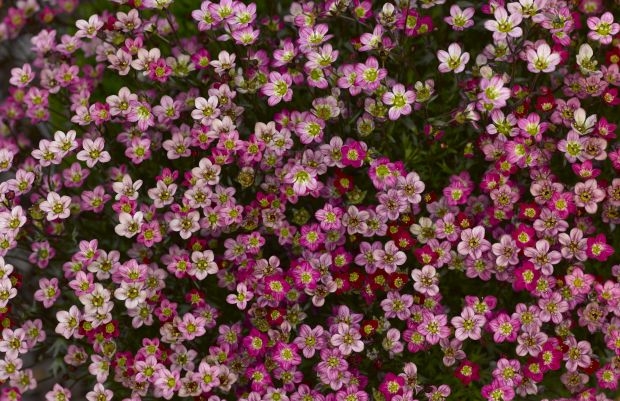 Skalnica (Saxifraga) to na rynku typowa bylina przedwiośnia, fot. Syngenta