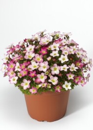 Skalnica 'Lofty Pink Shades'-Syngenta