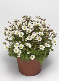 Saxifraga 'Lofty Blush'-Syngenta