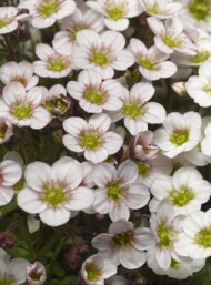 Saxifraga_Kwiaty odmiany 'Lofty Blush', fot. Syngenta