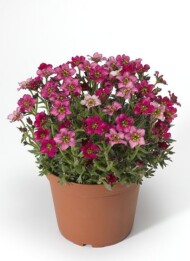 Saxifraga AlpinoDeepRed_Syngenta