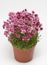 Saxifraga AlpinoEarlyRose_Syngenta
