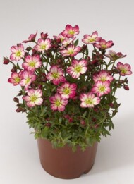 Saxifraga AlpinoEarlyPicotee_Syngenta