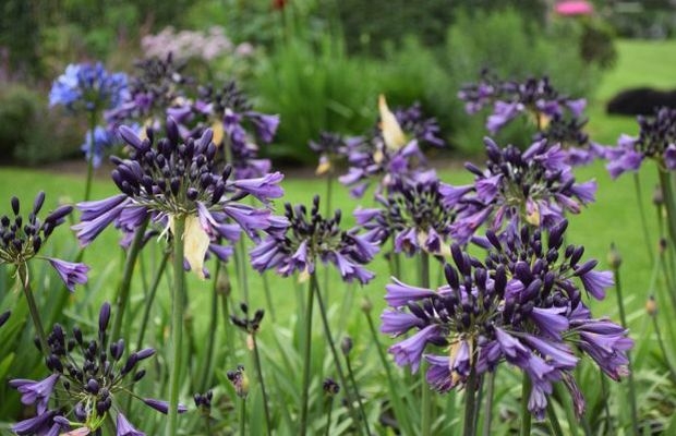 Agapant (Agapanthus) ‘Poppin’ Purple’ - jedna z nowości wyróżnionych podczas targów Florall, które odbyły się 2 marca w wersji online