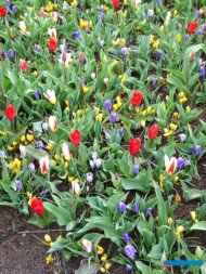 Mieszana rabata z Keukenhofu_2019