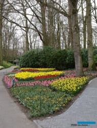 Keukenhof tuż po otwarciu w 2019 r.