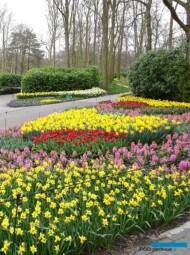 Rabaty z kwitnącymi roślinami cebulowymi rozlokowane na terenie parku to symbol Keukenhofu_2019