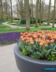 Keukenhof-03-2019_