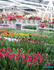 Pawilon Willema-Alexandra-Keukenhof 2019-tulipany-fot_AC