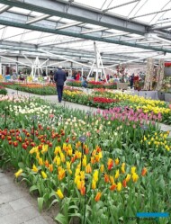 Pawilon Keukenhof 2019-tulipany