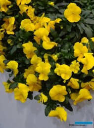 Viola x wittrockiana Cool Wave Yellow