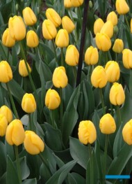 tulipan_Novi Sun_m_fot_AC