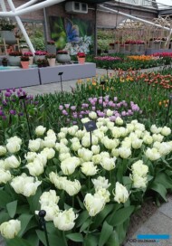 Tulipan_White Valley_Keukenhof 2019