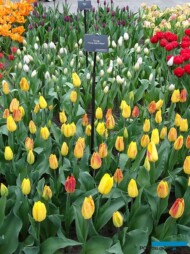Tulipan_Strong-Gold-Striped_Keukenhof 2019