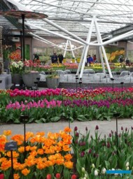 Kolekcja odmian tulipanów jest opisana, ma więc też aspekt poznawczy_Keukenhof 2019_fot_AC