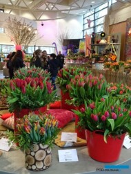 W pawilonie prezentowano kwiaty cięte i kompozycje z nich, keukenhof 03-2019