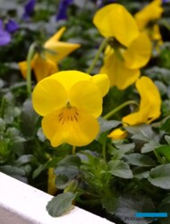 Viola_Deltini Yellow-fot-AC