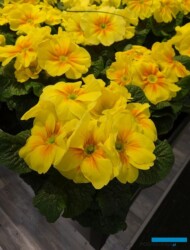 Primula vulgaris Hethor Finalis Yellow