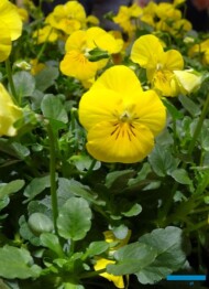 Viola cornuta Endurio Yellow