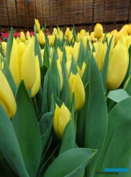 tulipan_Bolroyal Yellow_fot_AC
