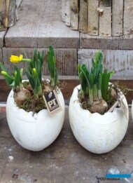 Wielkanocne doniczki z narcyzami trąbkowymi, fot. A. Cecot