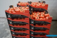 Pomidory z uprawy państwa Kaźmierczaków gotowe do sprzedaży