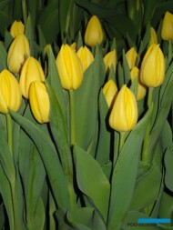 P-Nelis-and_Zoon-s_tulipany Avocado_fot_AC