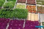 RoyalFloraHolland