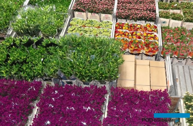 RoyalFloraHolland