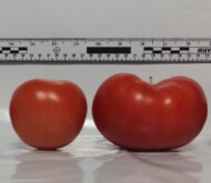 Owoce pomidora odmiany Tomimaru Muchoo F1 uprawiane pod autorskim spektrum firmy Bilberry o odpowiednio dobranym stosunku barw