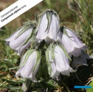 Campanula alpina _fot. G-Moen