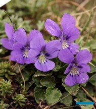 Viola alpina _fot. G-Moen