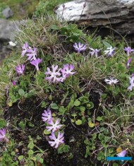 Primula minima_fot. G-Moen