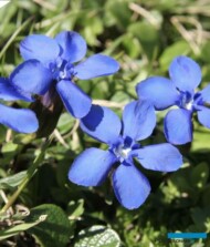 Gentiana verna_fot. G-Moen