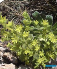 Saxifraga mutata subsp. demissa_fot. G-Moen