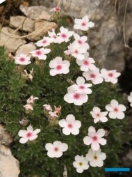 Androsace chamaejasme, fot. G. Moen/A. Cecot (print screen)