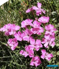 Dianthus glacialis subsp. gelidus_fot G. Moen