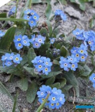 Myosotis alpestris - kompaktowy okaz z rumuńskich Karpat, fot. G. Moen/A. Cecot (print screen