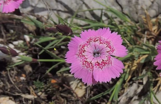 Podczas wirtualnej międzynarodowej konferencji ISU Expert Talks zaprezentowane zostały m.in. byliny z rumuńskich Karpat (na zdjęciu Dianthus callizonus), fot. G. Moen/A. Cecot (print screen)